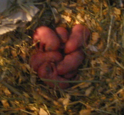 Soubor:Novorození pískomilové.jpg