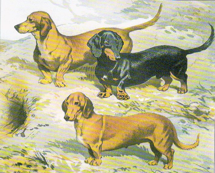 Soubor:Dachshund drawing.jpg
