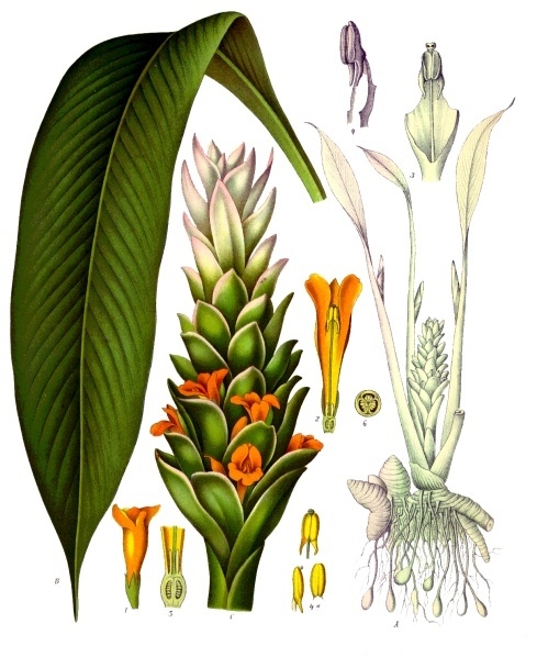 Soubor:Curcuma longa - Köhler–s Medizinal-Pflanzen-199.jpg