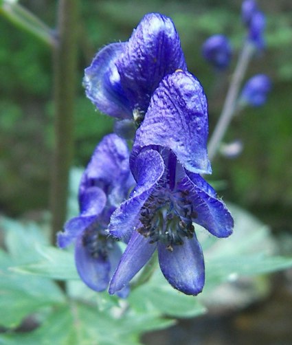 Soubor:Aconitum napellus 02.jpg