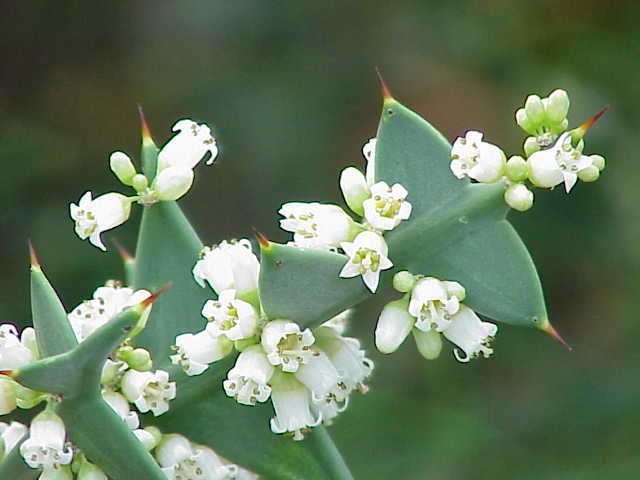 Soubor:Colletia cruciata4.jpg