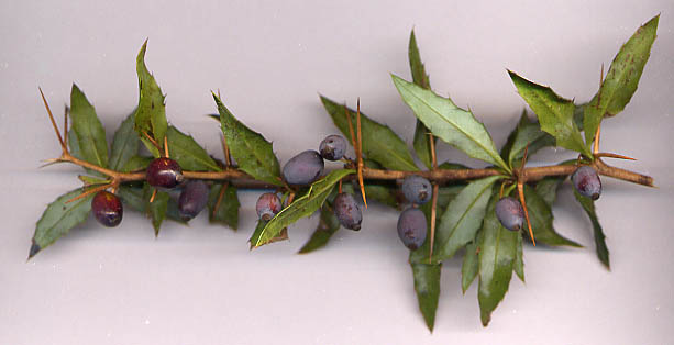 Soubor:Berberis gagnepainii fruit.jpg