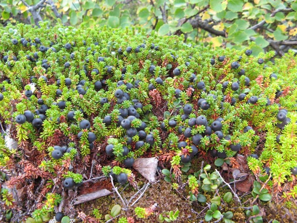 Soubor:Black crowberry.jpg