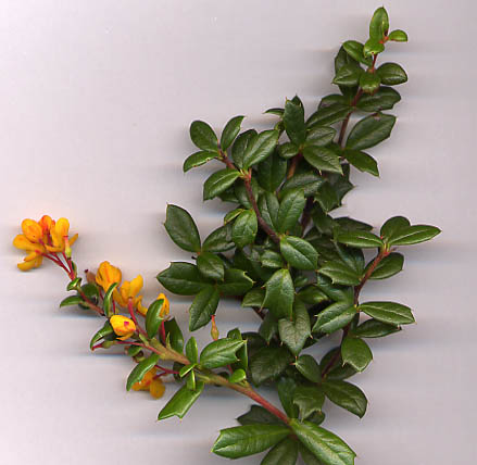 Soubor:Berberis darwinii shoot.jpg