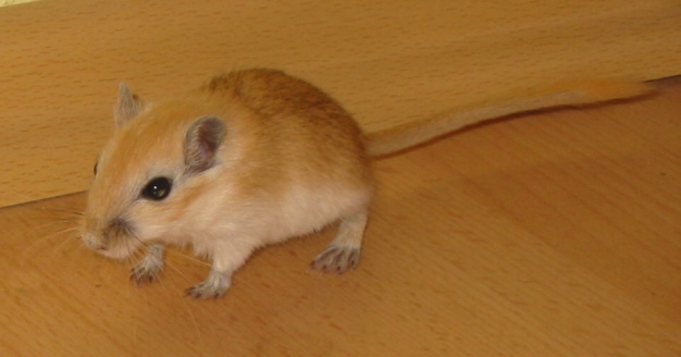 Soubor:Odrostlé mládě.jpg