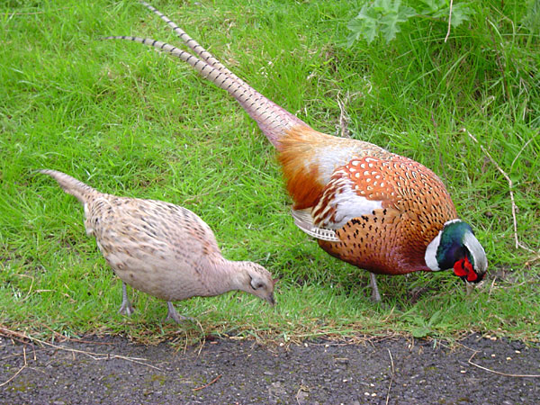Soubor:Male and female pheasant.jpg