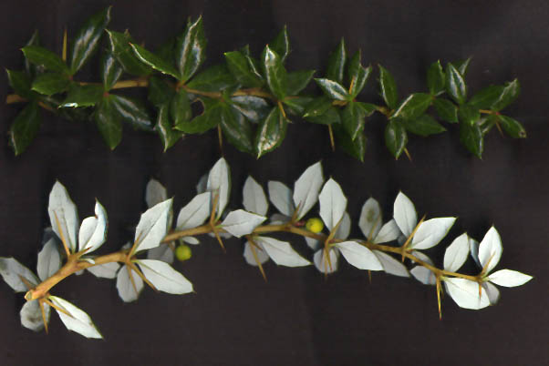 Soubor:Berberis verruculosa leaves.jpg