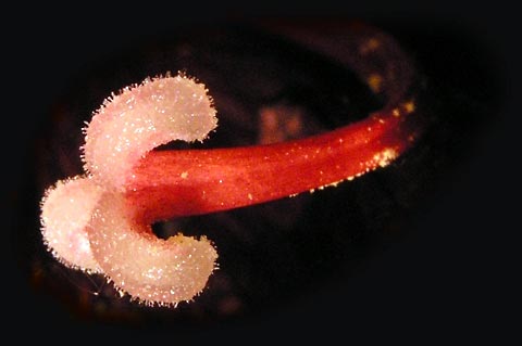 Soubor:Amaryllis stigma.jpg