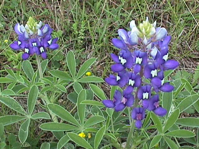 Soubor:Bluebonnet1.jpg