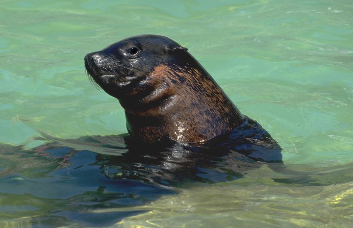 Soubor:Seal Gaston.jpg