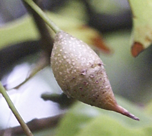 Soubor:Sinojackia rehderiana fruit.jpg