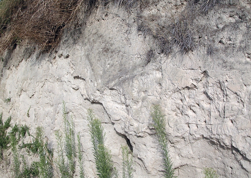 Soubor:Loess fg1.jpg