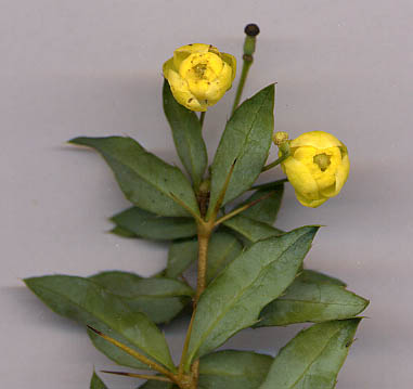 Soubor:Berberis gagnepainii flowers.jpg