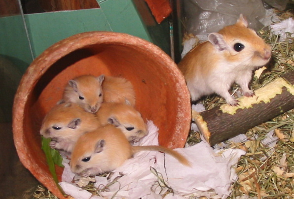 Soubor:Matka s mláďaty.jpg