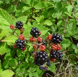 Soubor:Blackberries on bush.jpg
