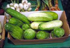 Soubor:Cucumis sativus1.jpg