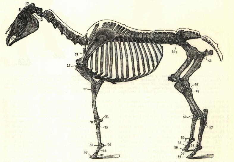 Soubor:Horse bones ugglan.jpg