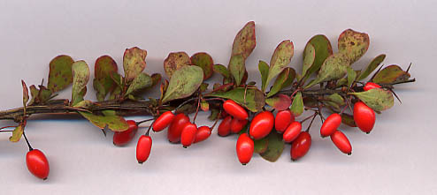 Soubor:Berberis thunb frt.jpg