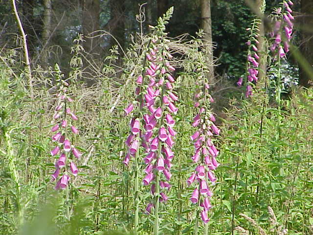 Soubor:Digitalis purpurea1.jpg