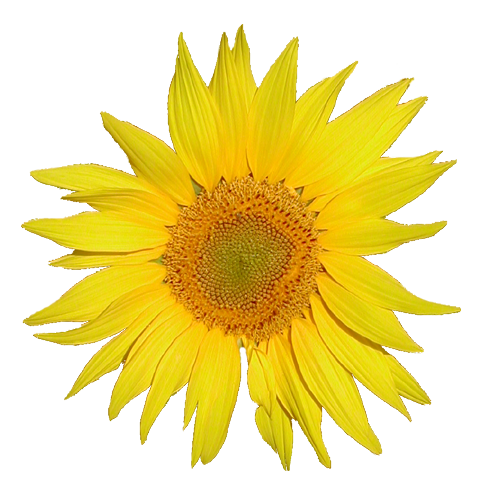 Soubor:Tournesol.png