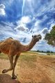 Camel in the Wild Flickr.jpg