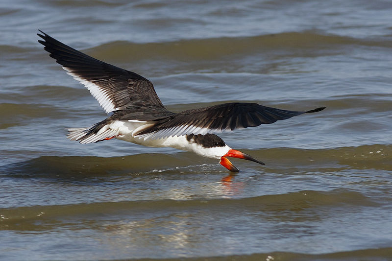 Soubor:Skimmers 031620090024 copy.jpg