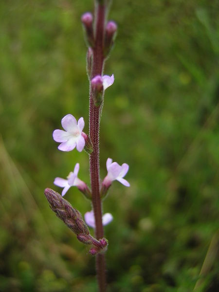 Soubor:Verbena officinalis2.jpg