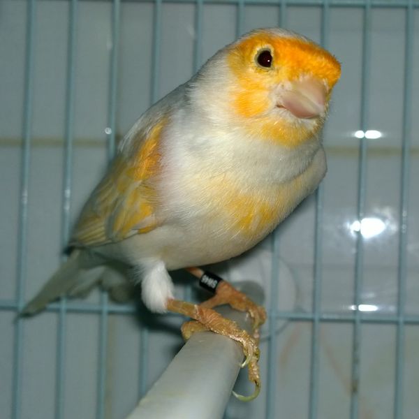 Soubor:Canari bird.jpg