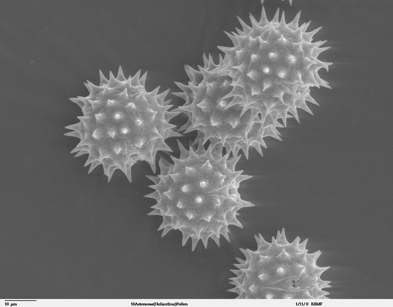 Soubor:Helianthus annuus pollen 1.jpg