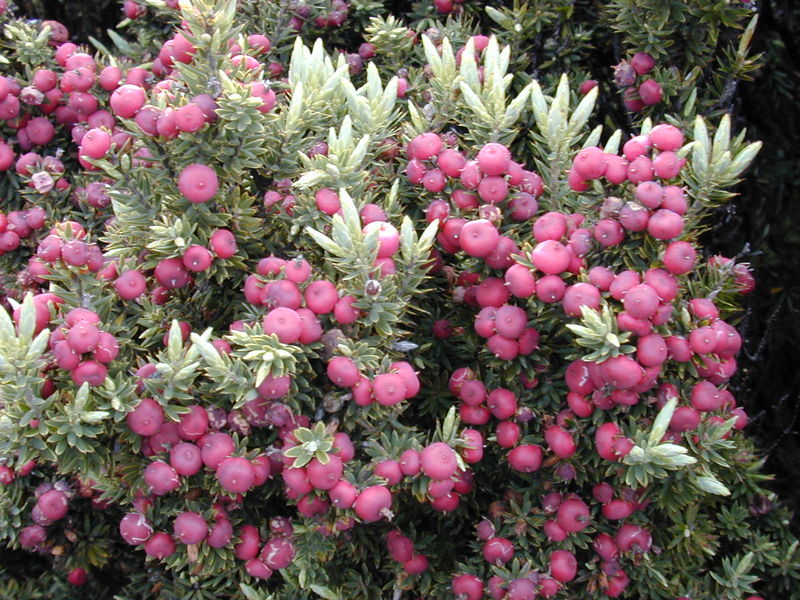 Soubor:Starr 030419-0156 Leptecophylla tameiameiae.jpg