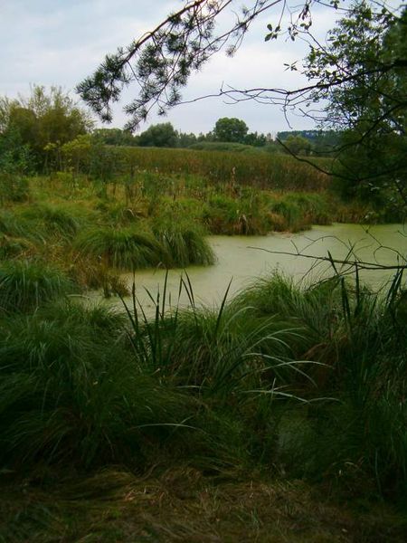 Soubor:Mokrady Srby 2.jpg