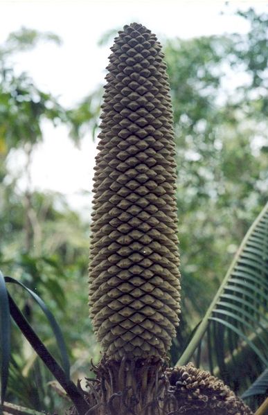 Soubor:Microcycas MaleDehiscentCone.jpg