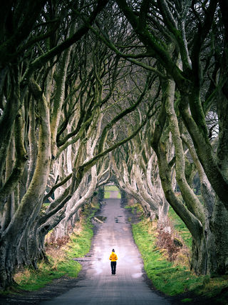 "The Dark Hedges – Northern Ireland"